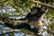 Indri Lemur hanging in tree canopy staring at us with its beautiful eyes