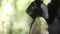 Indri lemur Indri indri eats leaf