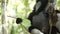 Indri lemur Indri indri eats leaf