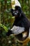 Indri lemur in rainforest of Madagascar