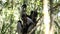 Indri lemur relaxing on the tree