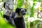 An Indri lemur on the tree watches the visitors to the park