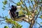 Indri mother and young