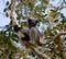 Indri sitting on a tree. Madagascar. Mantadia National Park.