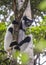 Indri sitting on a tree. Madagascar. Mantadia National Park.