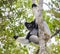 Indri sitting on a tree. Madagascar. Mantadia National Park.