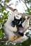 Indri sitting on a tree. Madagascar. Mantadia National Park.