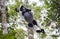 Indri at the time of jumping from tree to tree. Madagascar. Mantadia National Park.