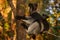 Indri with young cub on the back. Wildlife Madagascar, babakoto, Indri indri, monkey with young babe cub in Kirindy Forest,