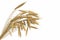 Industrial 3D illustration of the cg sheaf of wheat spica isolated on white background - agriculture