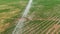 Industrial agriculture 4K Aerial view. Irrigation of round fields with agricultural crops in summer