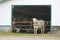 Industrial Cattle Barn and Cow