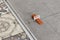 industrial ceramic builder worker installing floor tile at repair renovation work - Handyman installing ceramic tiles - A special