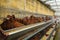 industrial chicken farm. caged animals for sale. brown hens