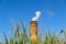 Industrial chimneys emitting dense white smoke.