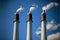 industrial chimneys emitting white smoke against a blue sky