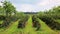 Industrial coffee tree plantation,farm,garden,Laos