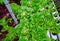 Industrial cultivation of green butterhead and oak bio lettuce uses hydroponics methode