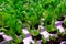 Industrial cultivation of green butterhead and oak bio lettuce uses hydroponics methode