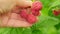 Industrial cultivation of raspberry plant. Woman farm worker hand picking ripe red fruits raspberry. Raspberry berry