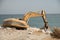 This is an industrial digger on a beach