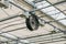 Industrial fan inside modern greenhouse, electric automation ventilation system inside glasshouse