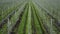 Industrial farm cultivation. Young flowering apple trees and green grass