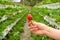 Industrial farm for growing strawberries. Ripe red fruit in hand against the background of the beds in the greenhouse