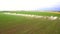 Industrial farming. Aerial video footage: Irrigation of a lettuce field in Europe in Summer. Watering and irrigating