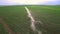 Industrial farming. Aerial video footage: Irrigation of a lettuce field in Europe in Summer. Watering and irrigating