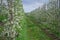 Industrial field for growing apples. Rows of flowering young trees