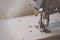 Industrial flat-seam sewing machine. Soft focus