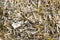 Industrial gold waste from electronic components. background