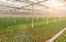 Industrial greenhouse cultivation