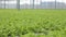 In the industrial greenhouse, lettuce leaves grow hydroponically.