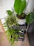 Industrial grey trolley filled with different green houseplants creating an indoor vertical garden