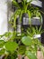 Industrial grey trolley filled with different green houseplants creating an indoor vertical garden