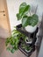 Industrial grey trolley filled with different green plants creating an indoor vertical garden