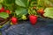 Industrial growth of fresh strawberries grown in field