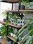 Industrial open shelf cupboard filled with numerous house plants in pots as an indoor garden