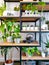 Industrial open shelf cupboard filled with numerous house plants in pots creating an indoor garden