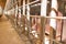 Industrial pigs hatchery to consume its meat