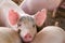 Industrial pigs hatchery to consume its meat