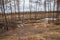 Industrial planned deforestation in spring, fresh alder lies on the ground among the stumps