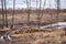 Industrial planned deforestation in spring, fresh alder lies on the ground among the stumps