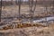 Industrial planned deforestation in spring, fresh alder lies on the ground among the stumps