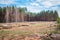 Industrial planned deforestation in spring, fresh green pine lies on the ground amid stumps