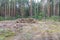 Industrial planned deforestation in spring, fresh green pine lies on the ground amid stumps