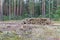 Industrial planned deforestation in spring, fresh green pine lies on the ground amid stumps