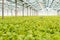 Industrial production of lettuce and greens. Closed light large greenhouse